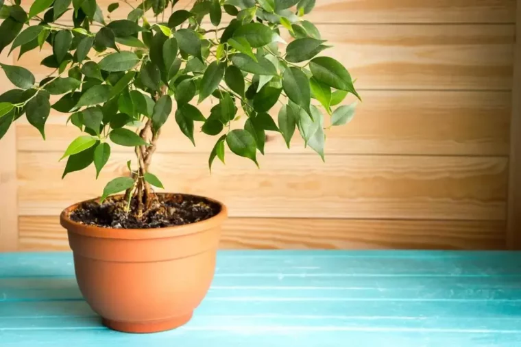 ficus en pot faut il couper ses feuilles marron