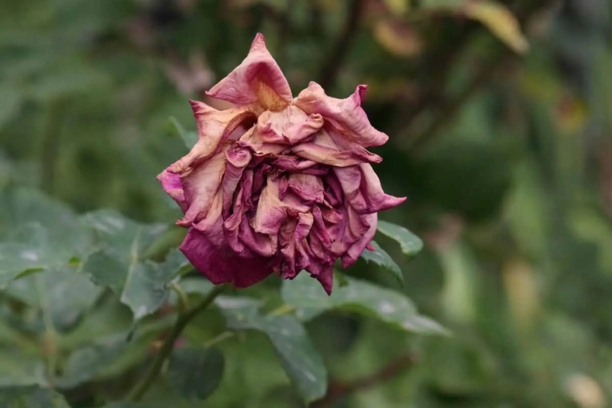 fleur de rosier qui fane que faire jardinage technique entretien floraison