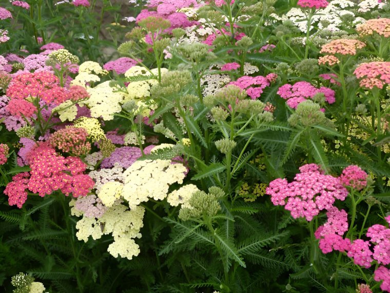 fleurs d achillee millefeuilles en blanc lilas et rose