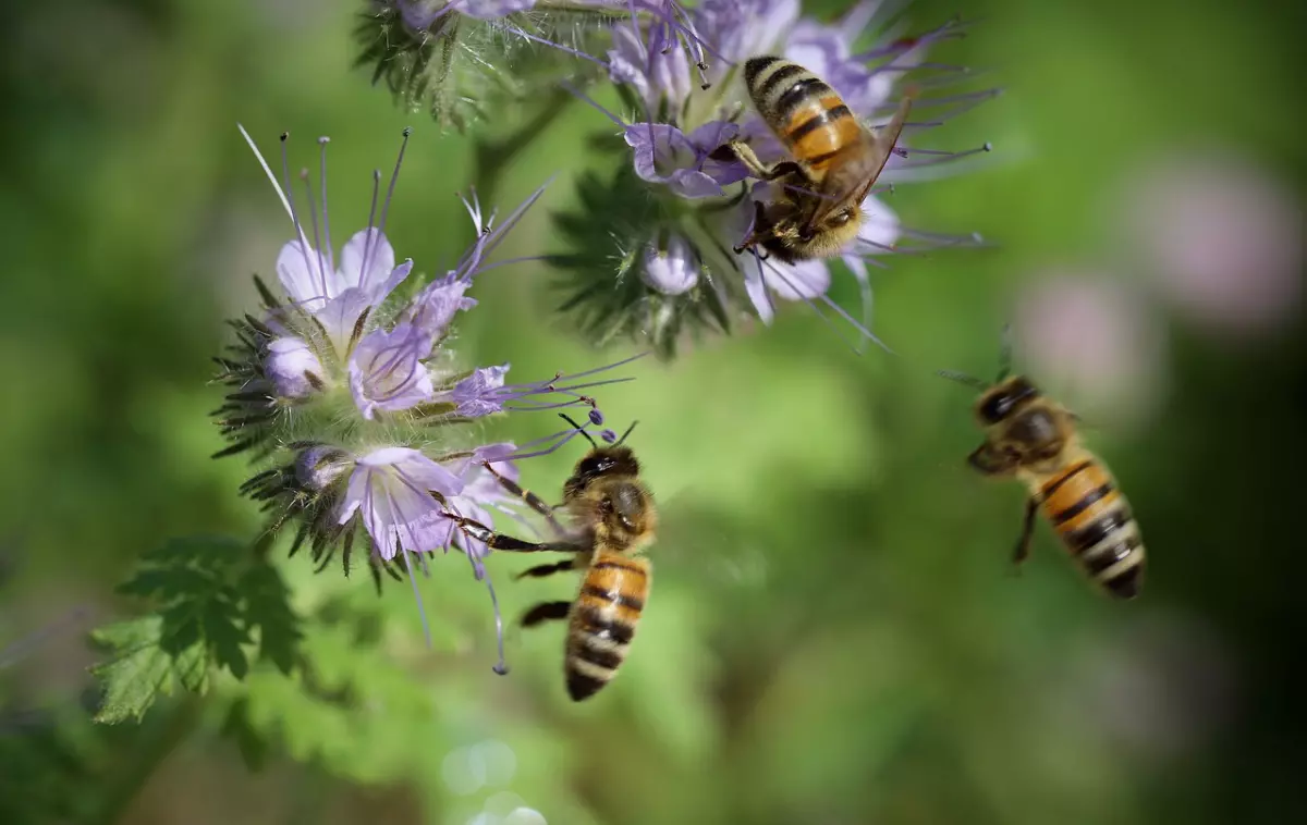 fleurs de la phacelie lilas avec trois abeilles en vol et dessus