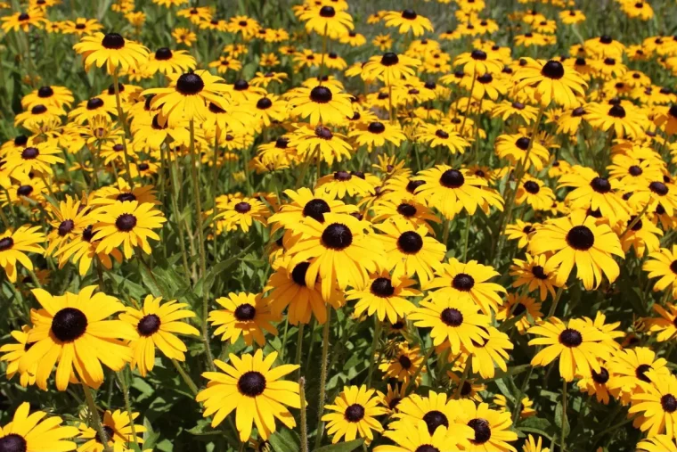 fleurs de rudbeckie en abondance