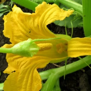Faut-il enlever les fleurs mâles des courgettes ? Le jardinier expérimenté vous explique quelles en sont les causes et comment les surmonter