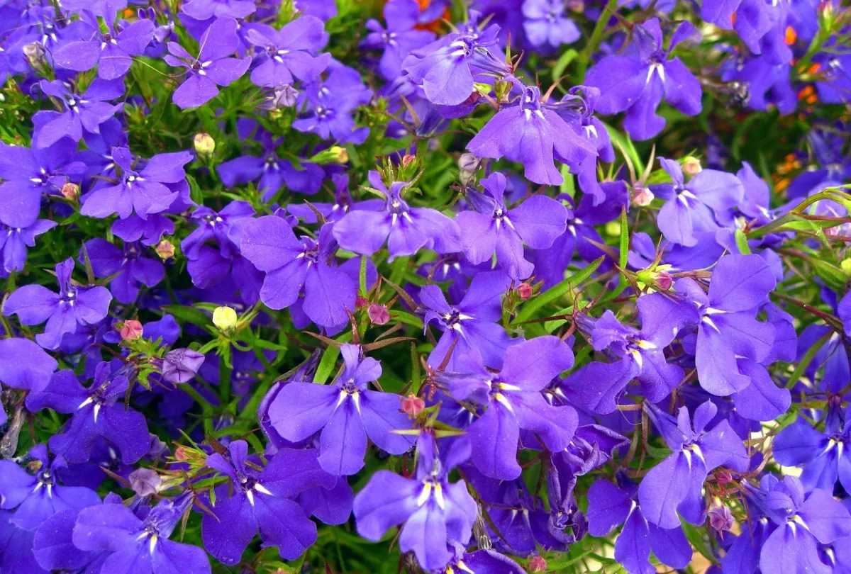 fleurs sans soleil exterieur lobelie petales violettes feuillage tiges cascade fleurie