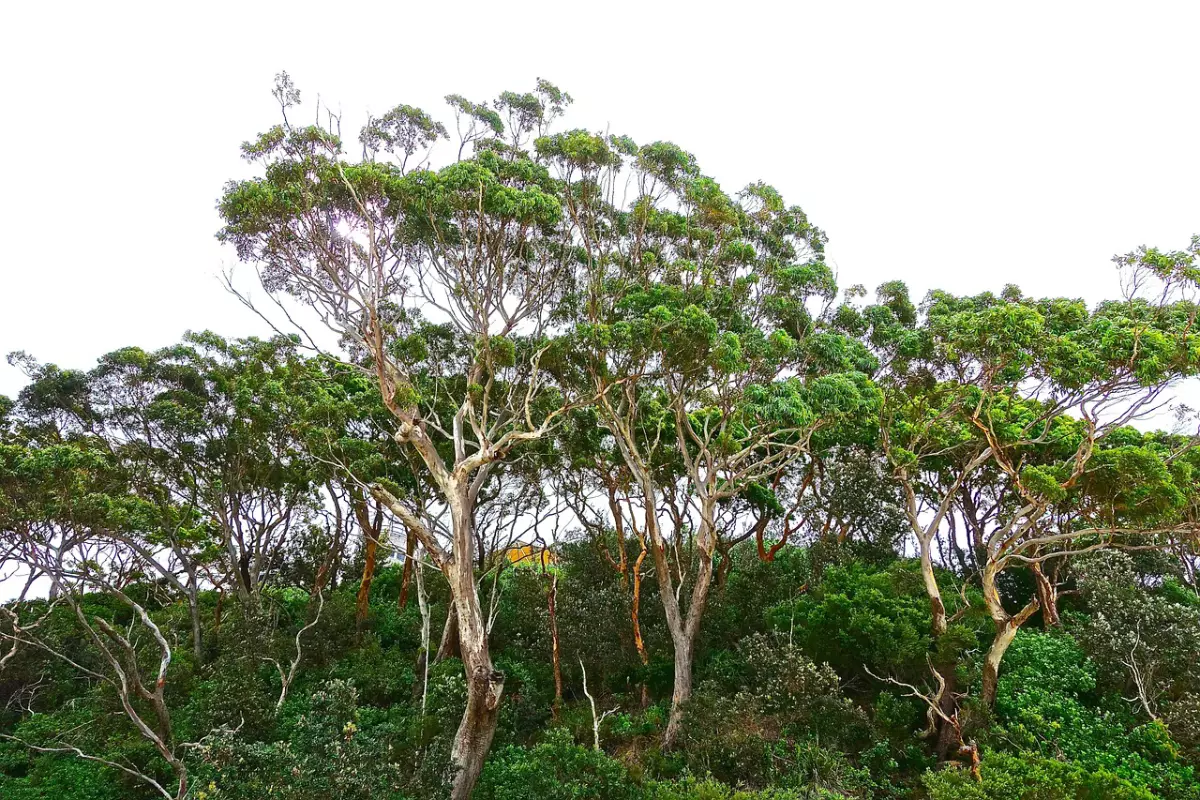 foret d eucalyptus tres hauts avec des petits arbustes