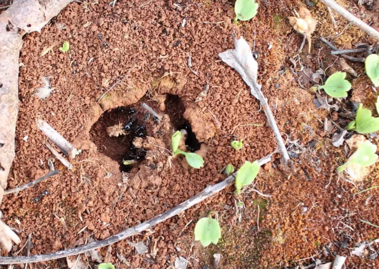 fourmiliere avec des fourmis noirs a l entree