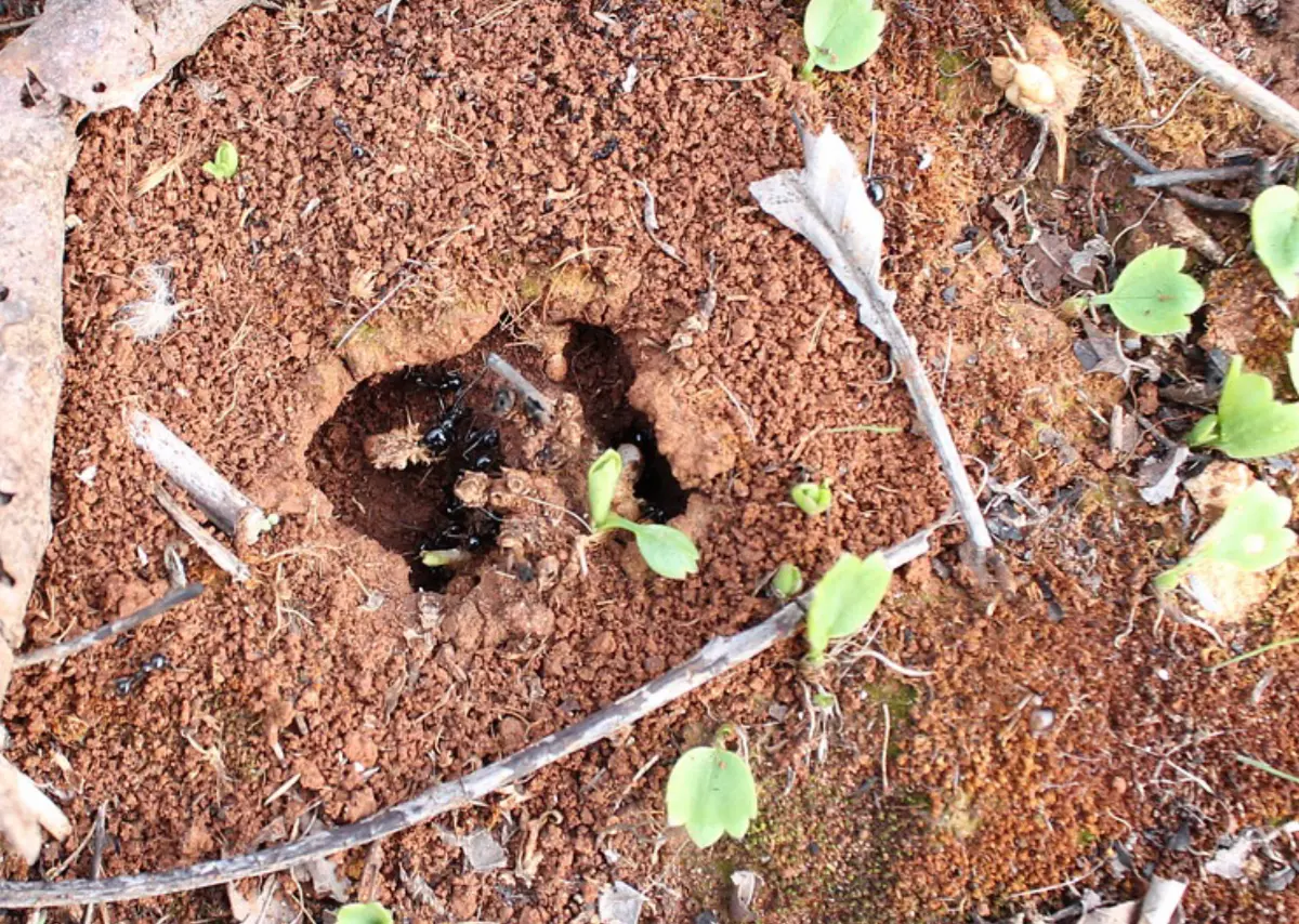 fourmiliere avec des fourmis noirs a l entree