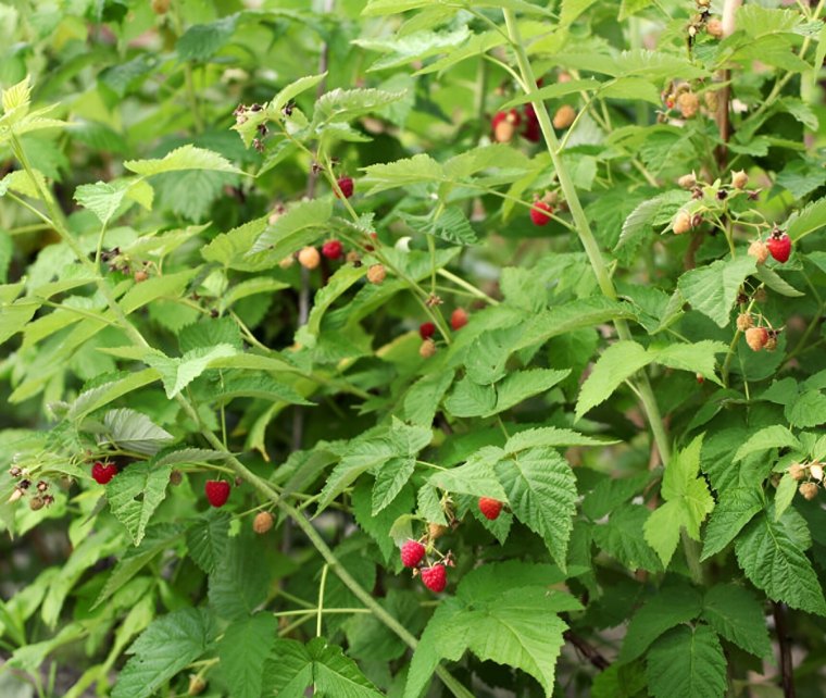 framboisier avec des fruits murs et qui sont en train de murir