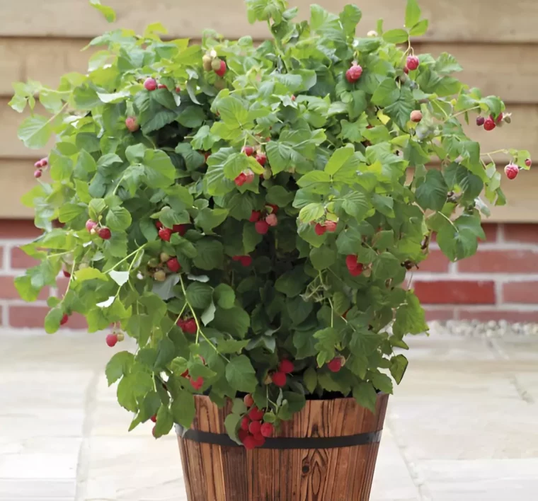 framboisier dans un pot en bois avec des fruits murs