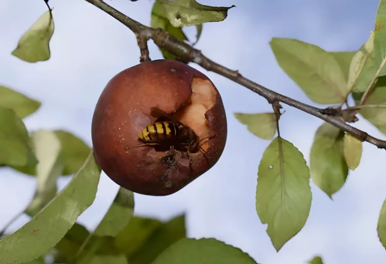 frelon asiatique dans un fruit pourri sur une branche d un arbre