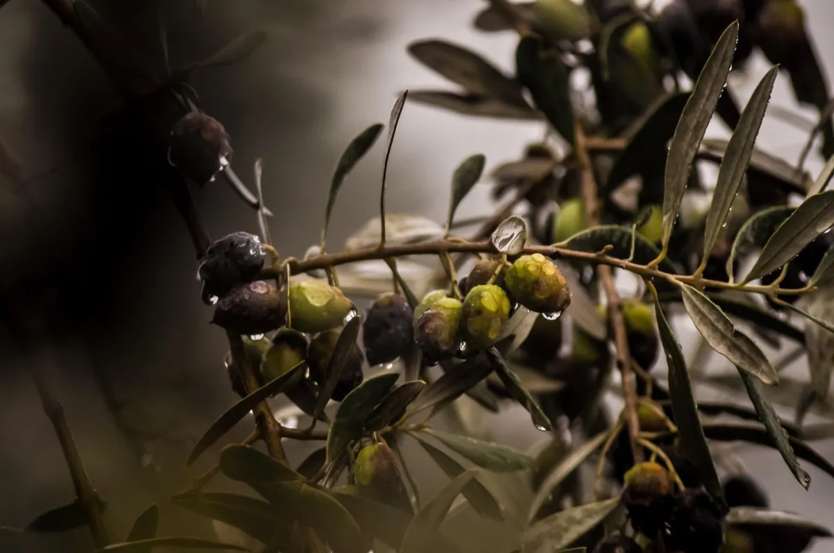 fruits olivier branches gouttes d eau photographie arbre nature plante