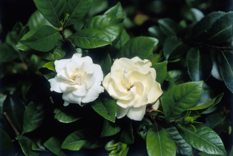 gardenia fleurs blanche feuilles vertes peristant arbuste