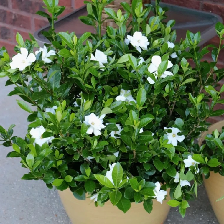 gardenia plante extérieur ombre persistant arbuste ombre balcon pot plastique