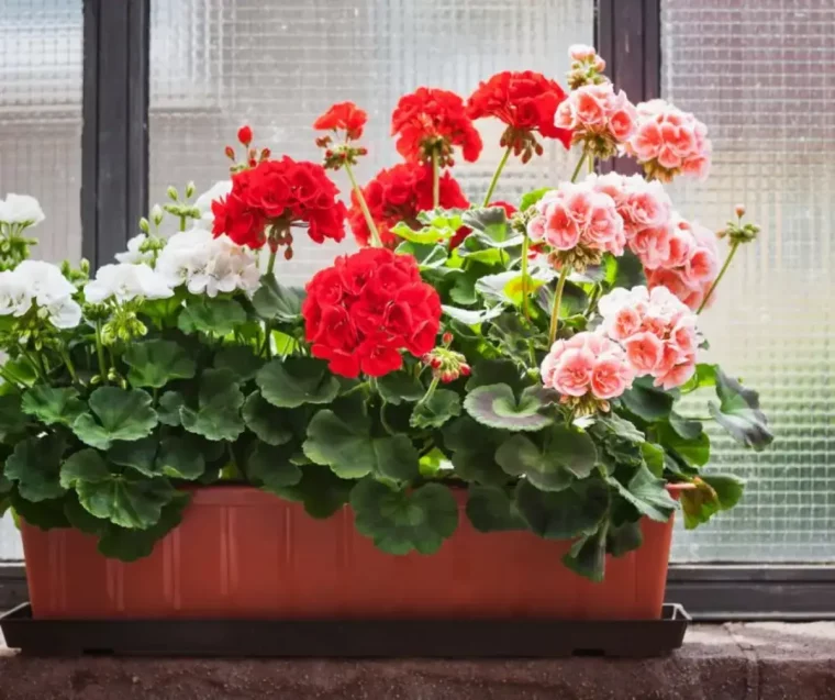 geranium dans jardiniere en argile faut il couper leurs feuilles marron