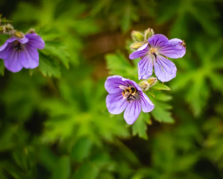 geranium vivace plantes vivaces fleuris tout l été