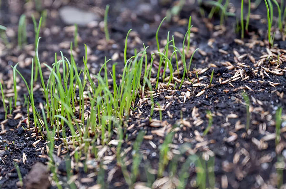germination de pelouse verte et des semences sur un sol humide
