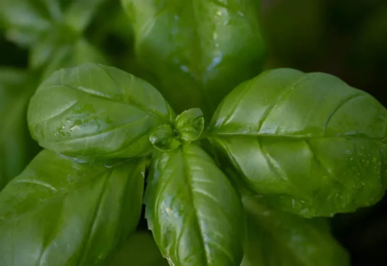 gros plan de feuilles de basilic vue de dessus