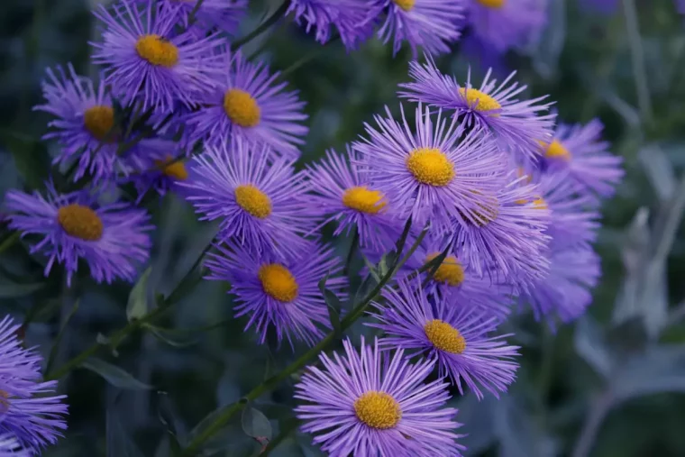 gros plan sur aster avec des fleurs couleur lilas