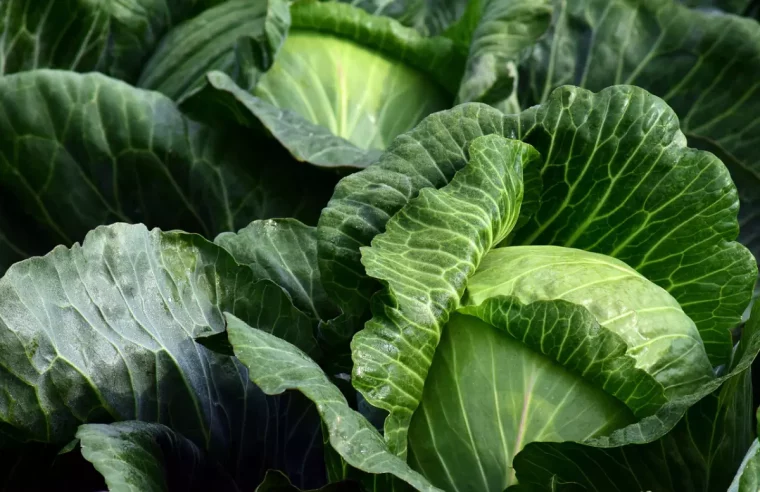 gros plan sur des choux blancs au potager