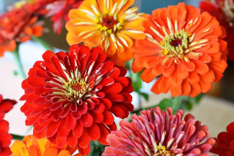 gros plan sur des fleurs de zinnia de couleur rouge et orange