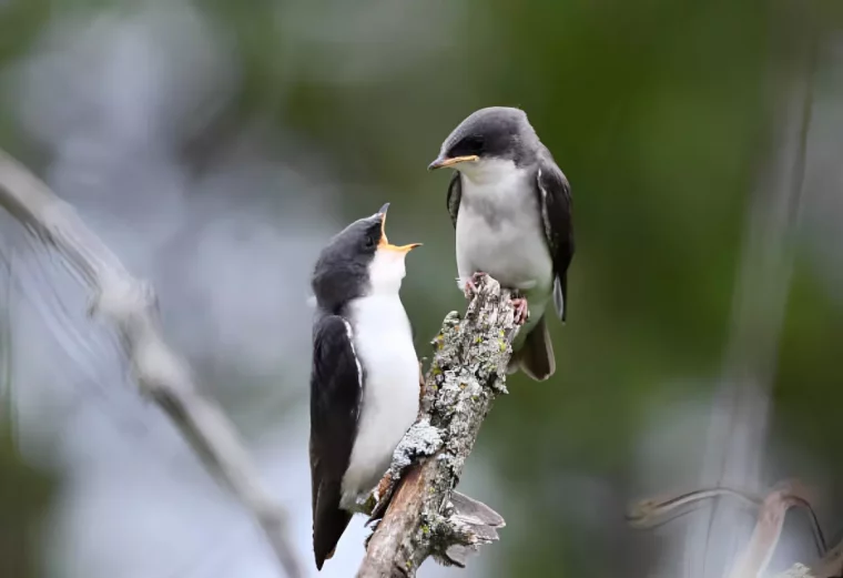 gros plan sur deux hirondelles sur une branche qui se regardent