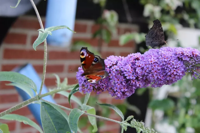 gros plan sur deux papillons sur une fleur de buddleia couleur lilas