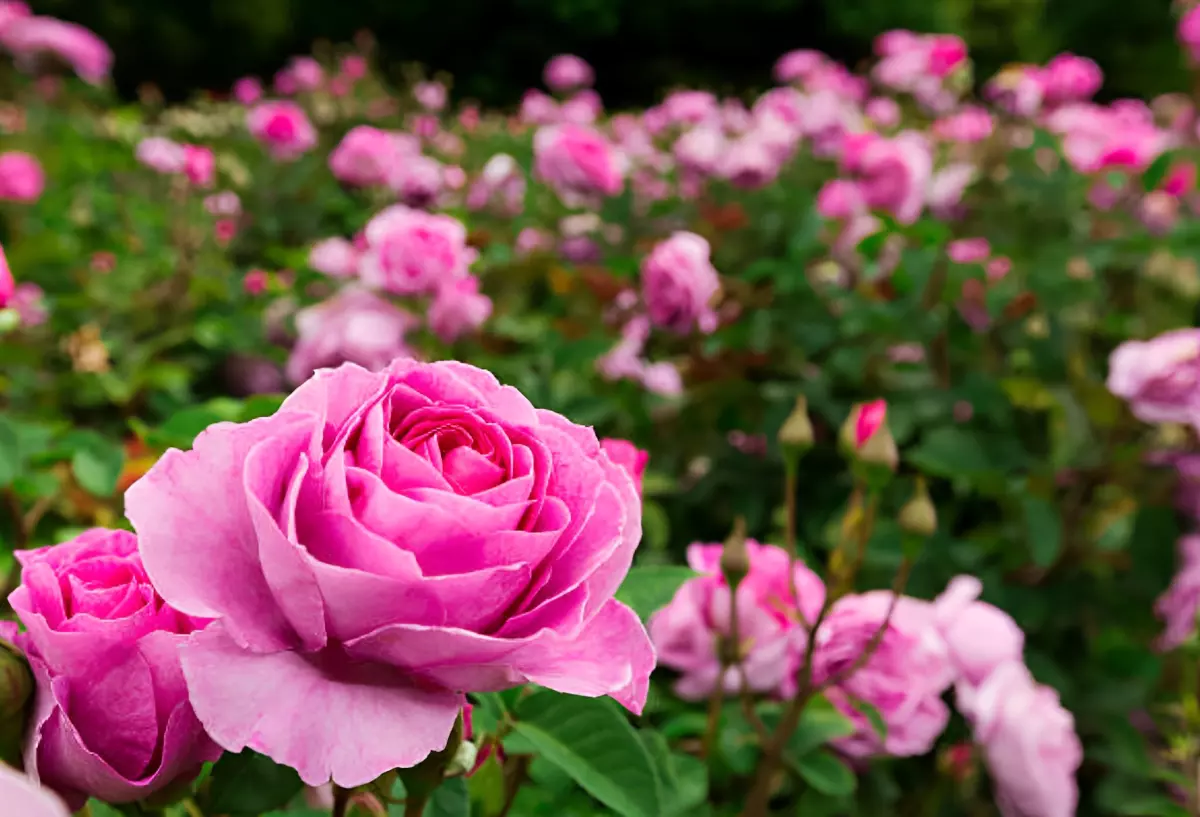 gros plan sur deux roses de couleur rose sur fond de rosiers roses un peu floues