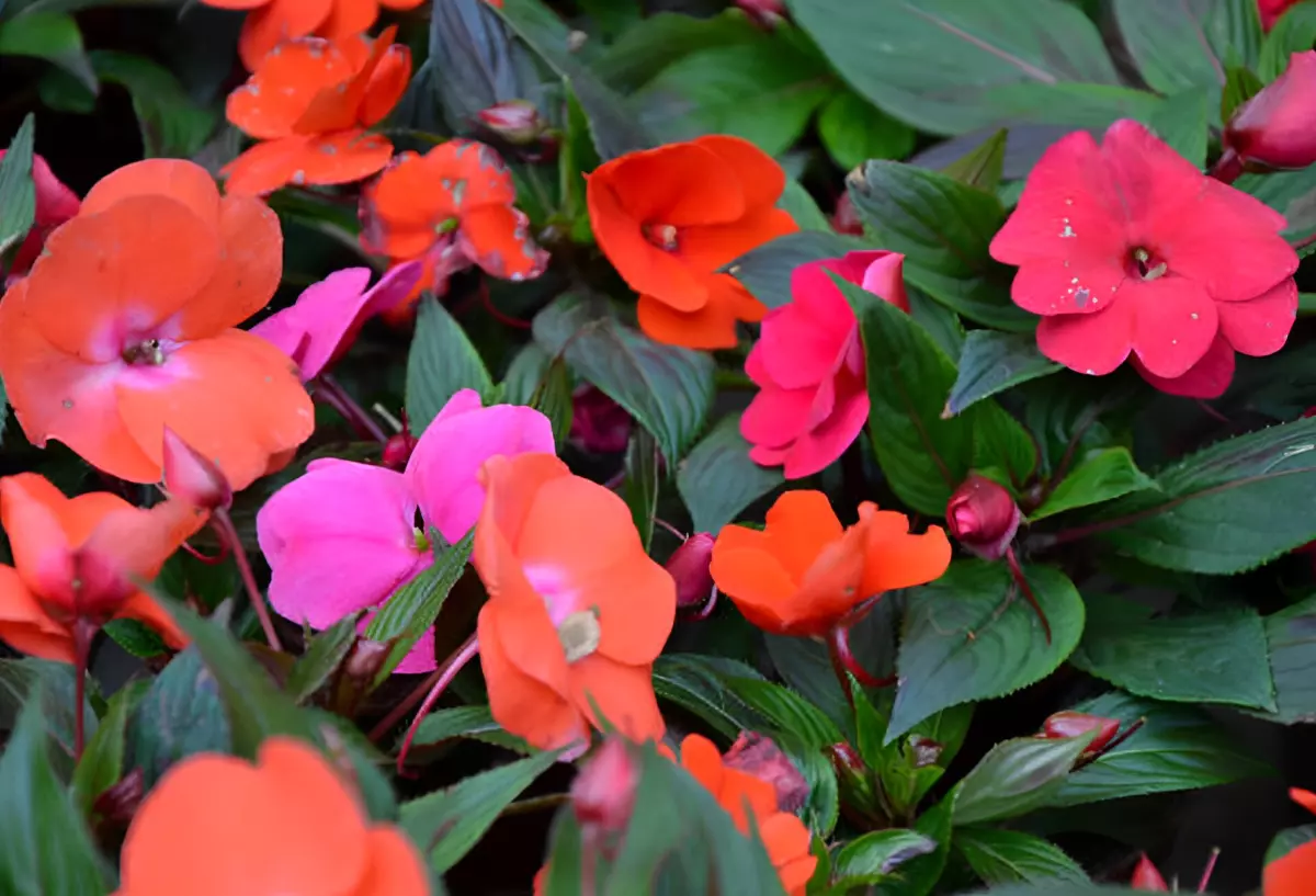 gros plan sur impatiens walleriana avec des fleurs de couleur rouge et fuchsia