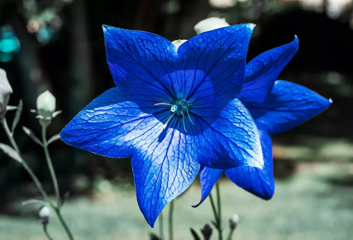 gros plan sur la fleur bleue de campanule