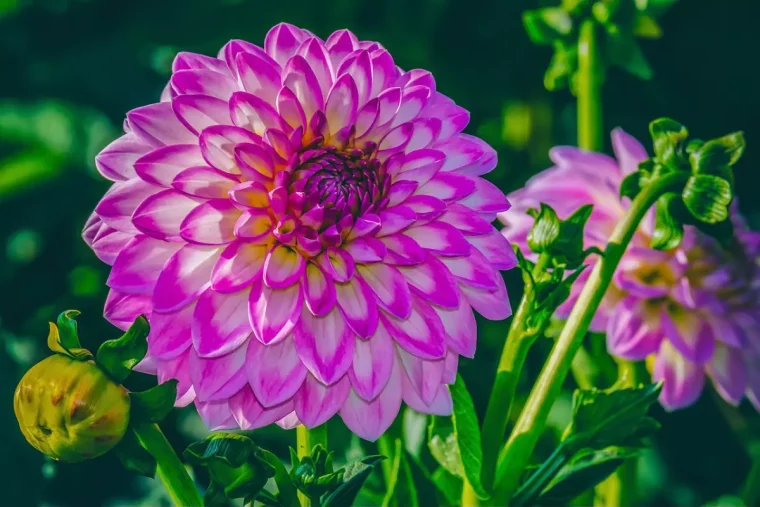 gros plan sur la fleur rose pourpre de dahlia