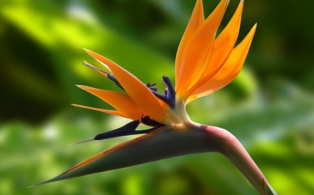 gros plan sur la fleur spectaculaire de l oiseau du paradis
