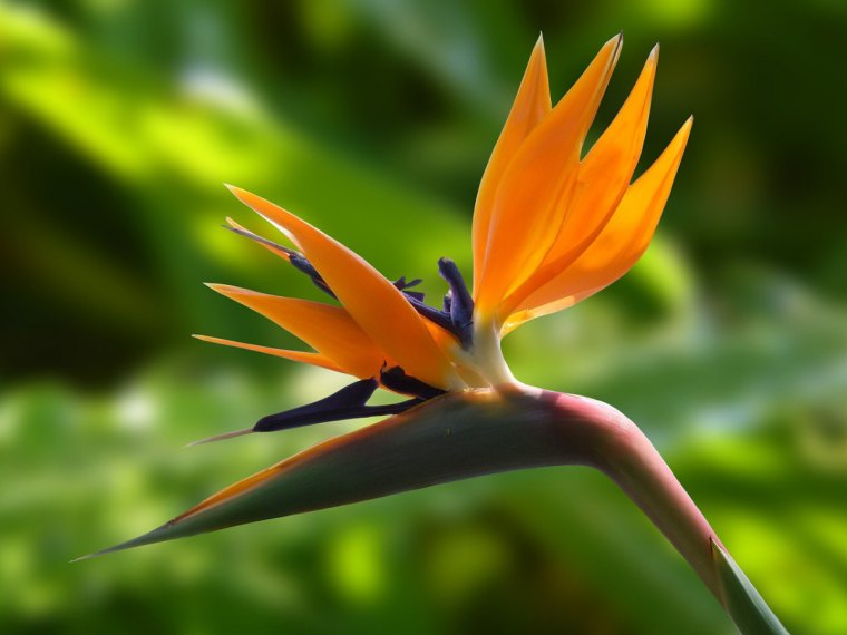 gros plan sur la fleur spectaculaire de l oiseau du paradis