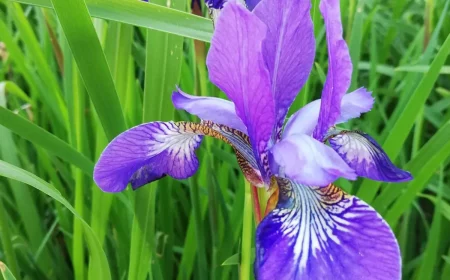 gros plan sur la fleur violette d iris sur fond de feuillage vert