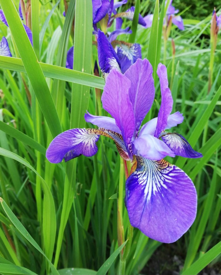 gros plan sur la fleur violette d iris sur fond de feuillage vert