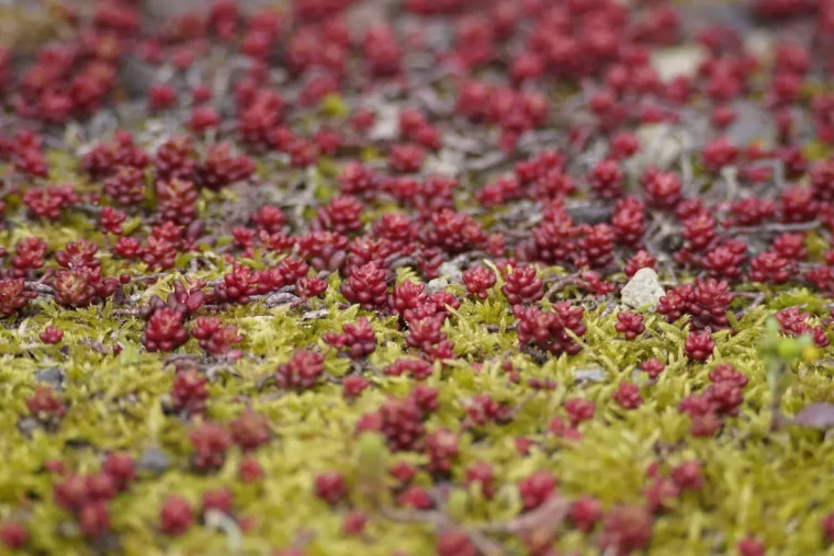 gros plan sur la mousse sedum colore couvre sol