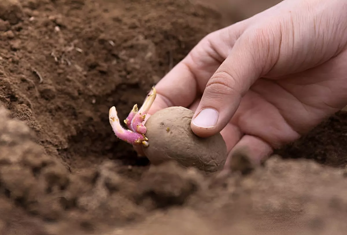 gros plan sur la pose dans le sol d une pomme de terre pour la planter avec une main visible