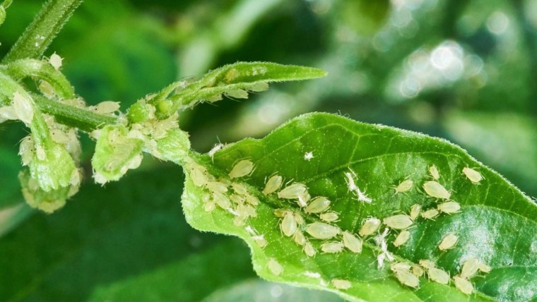 gros plan sur les pucerons blancs qui ont envahi un plant de tomates