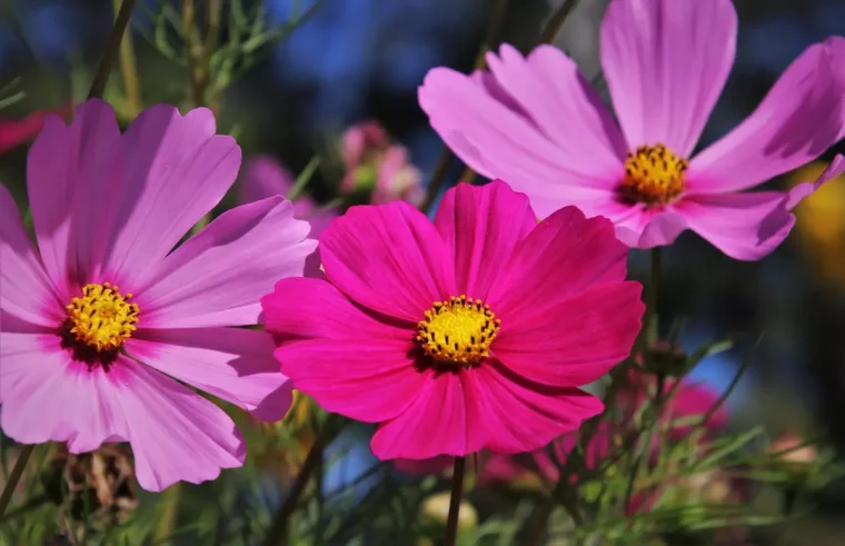 gros plan sur trois fleurs cosmos dont deux roses et une fuchsia