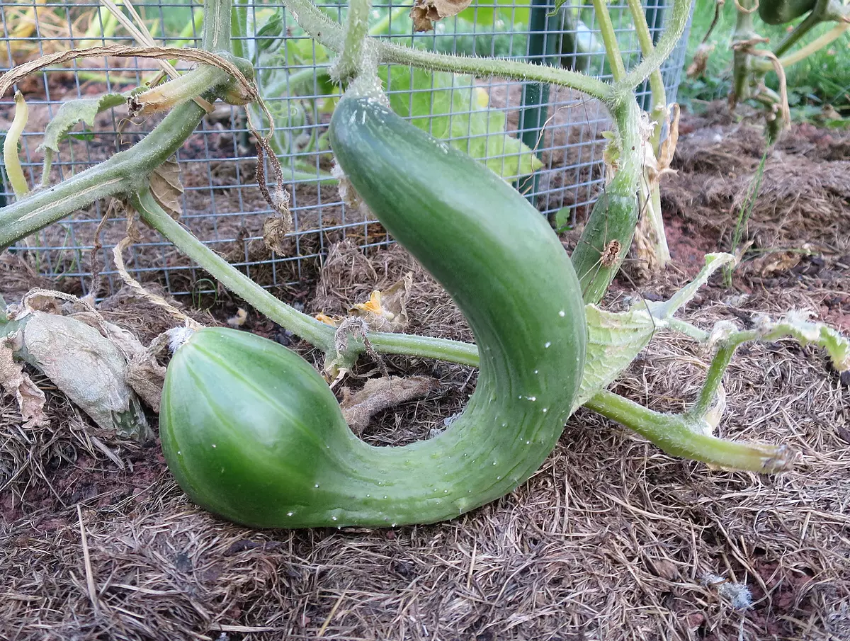 gros plan sur un concombre deforme dans le potager