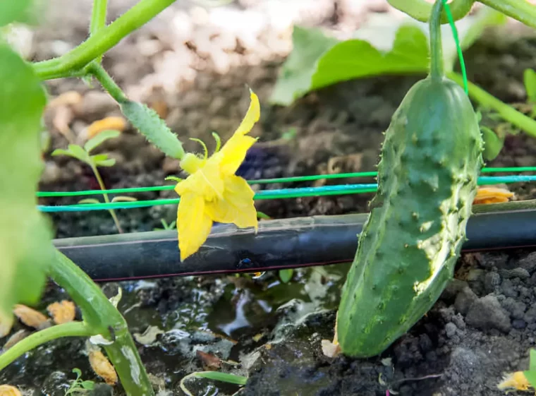 gros plan sur un concombre et mu et un autre en train de se former avec sa fleur jaune et l arrosage goute par goute