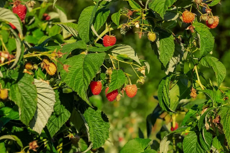 gros plan sur une branche d un framboisier avec des fruits murs