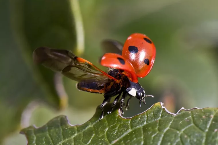 gros plan sur une coccinelle qui decolle d une feuille verte