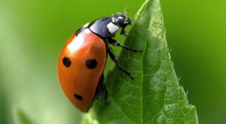 gros plan sur une coccinelle sur une feuille de poivron