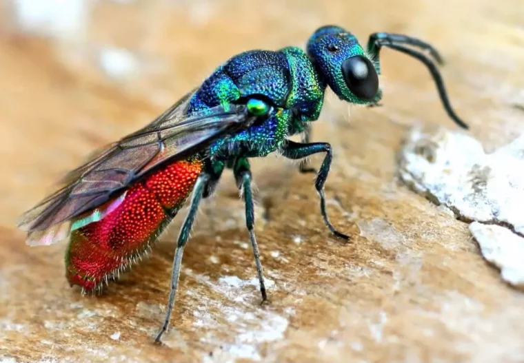 gros plan sur une guepe parasitoide avec du rouge bleu et vert sur fond claire neutre