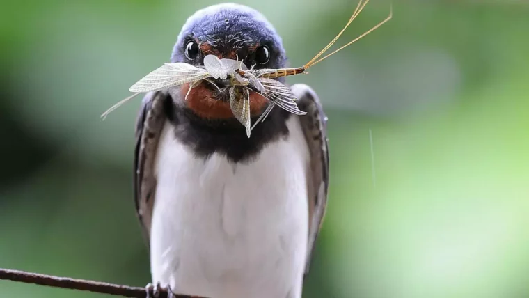 gros plan sur une hirondelle en face tenant dans son bec un moustique