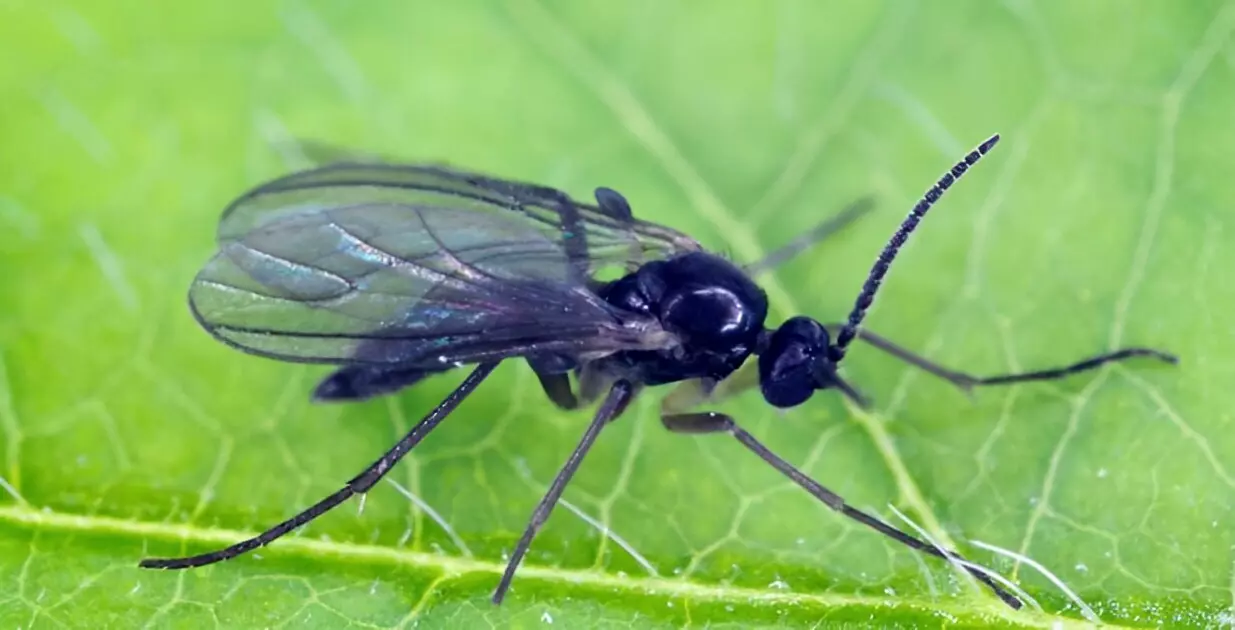 gros plan sur une petite mouche noire de profil sur fond d une feuille verte