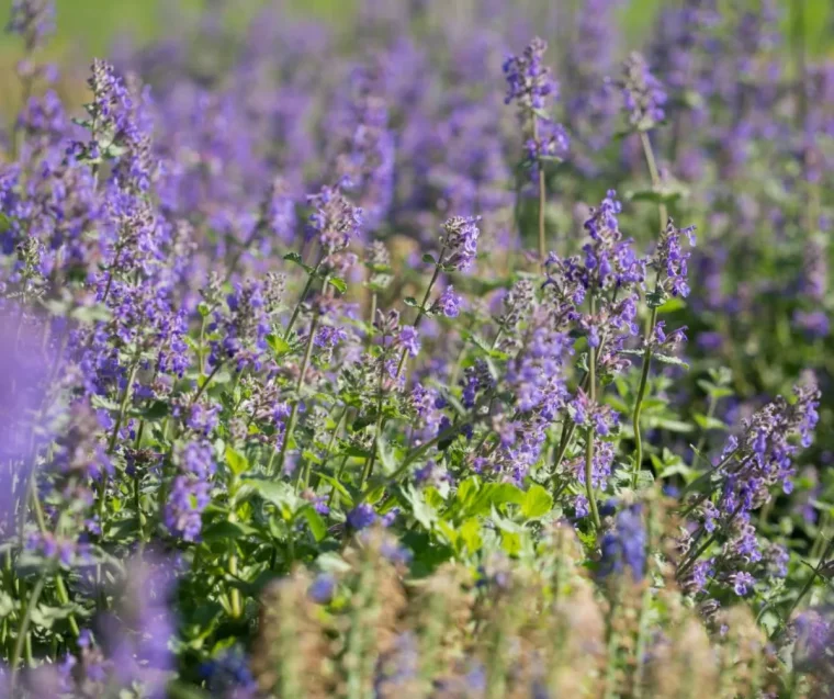 hebre aux chats rocaille fleurie toute l année plante rustique jardin petites fleurs violette