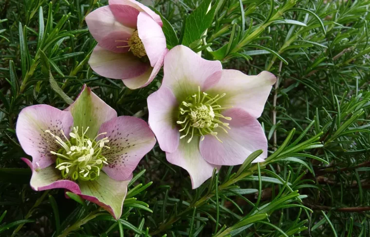 hellebore avec des petales pastels sur fond de son feuillage vert