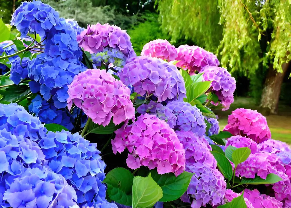 hortensia a fleurs de boule bleues roses et lilas