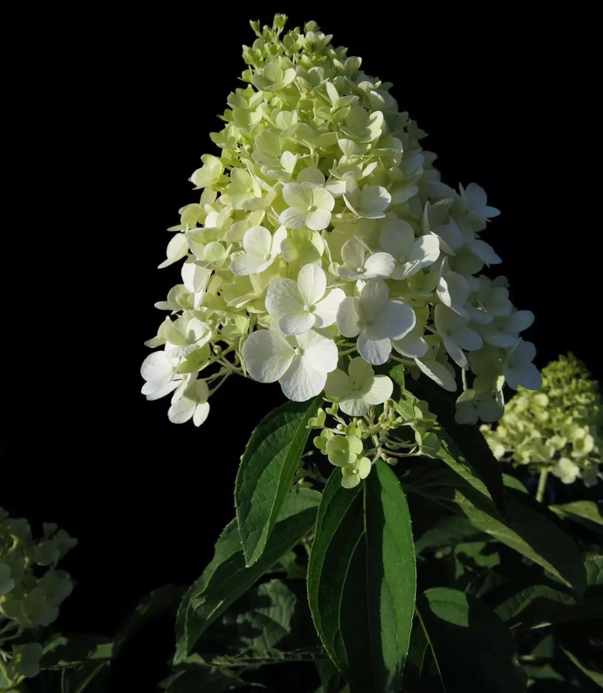 hortensia panicule a fleurs blanches sur fond noir