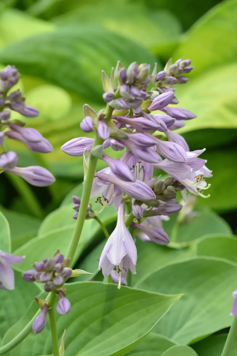 hosta couleur lilas pastel sur fond de son feuillage vert